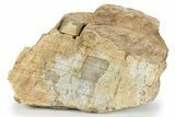 Fossil Sauropod Limb Bone Section w/ Metal Stand - Colorado #294916-2